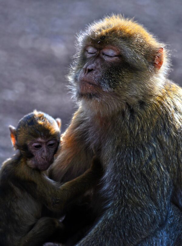 A serene scene of a Barbary macaque mother with her baby in Azrou, Morocco.